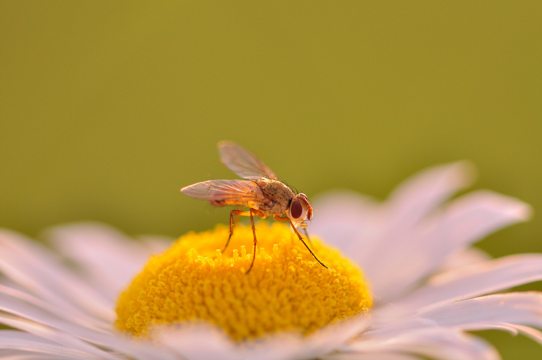 Nikon D90 + Nikon AF Micro-Nikkor 200mm F4D ED-IF sample photo