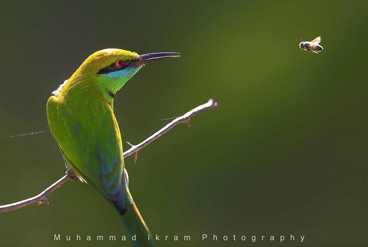 Canon EOS 5DS sample photo. Green bee eater photography