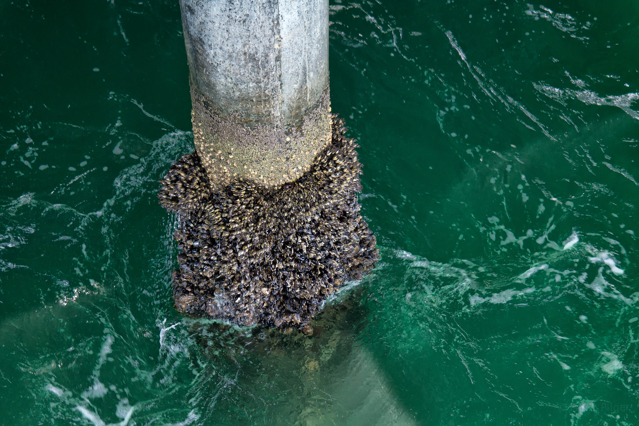 Samsung NX30 + Samsung NX 18-55mm F3.5-5.6 OIS sample photo. Mussels photography