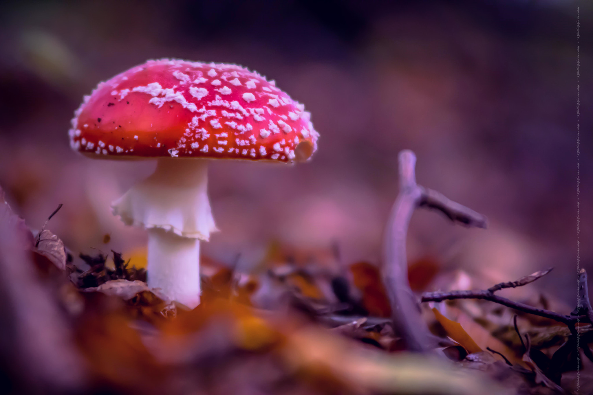 Tamron SP AF 70-200mm F2.8 Di LD (IF) MACRO sample photo. Fliegenpilz photography