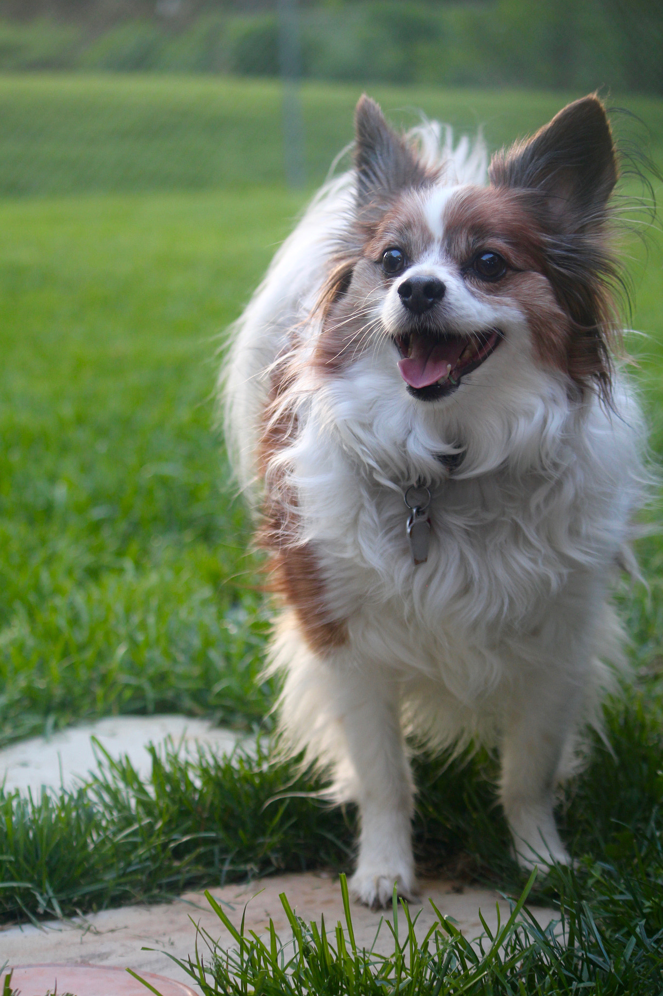 Canon EF-S 55-250mm F4-5.6 IS sample photo. Img photography