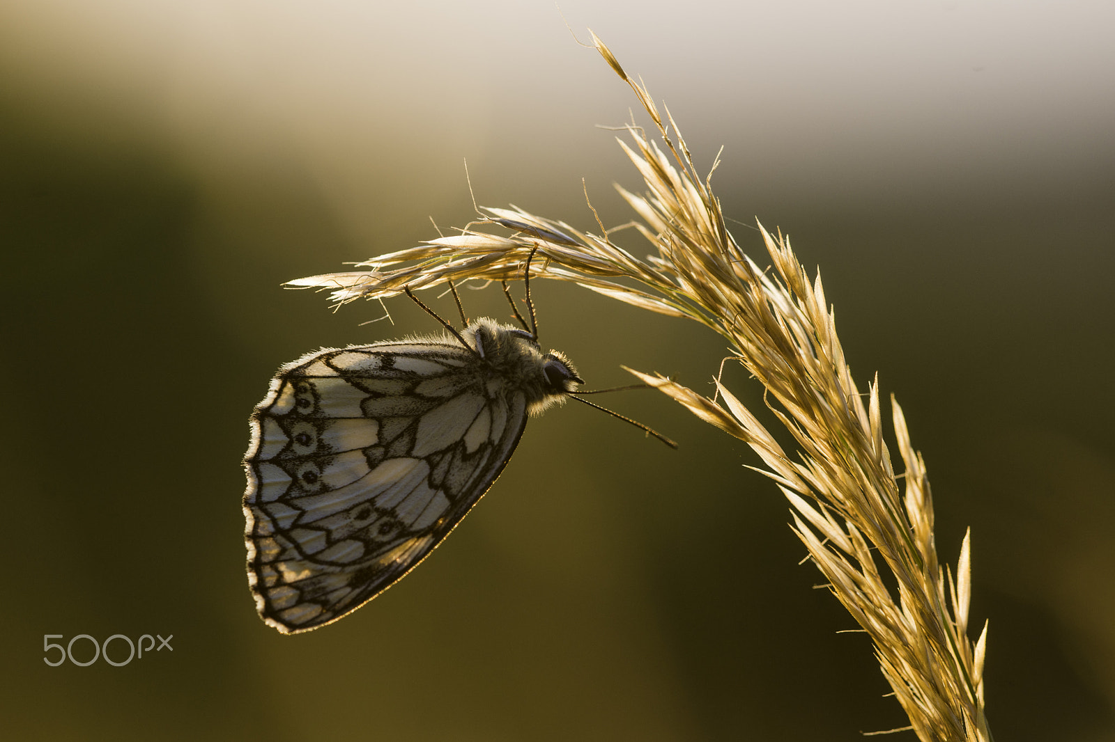 Minolta AF 200mm F4 Macro APO G sample photo. Marbled white photography