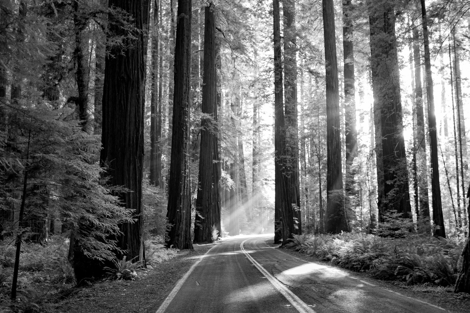 Canon EOS 500D (EOS Rebel T1i / EOS Kiss X3) + Canon EF 24mm F1.4L II USM sample photo. Redwoods filtered, while,touring the west coast of ... photography