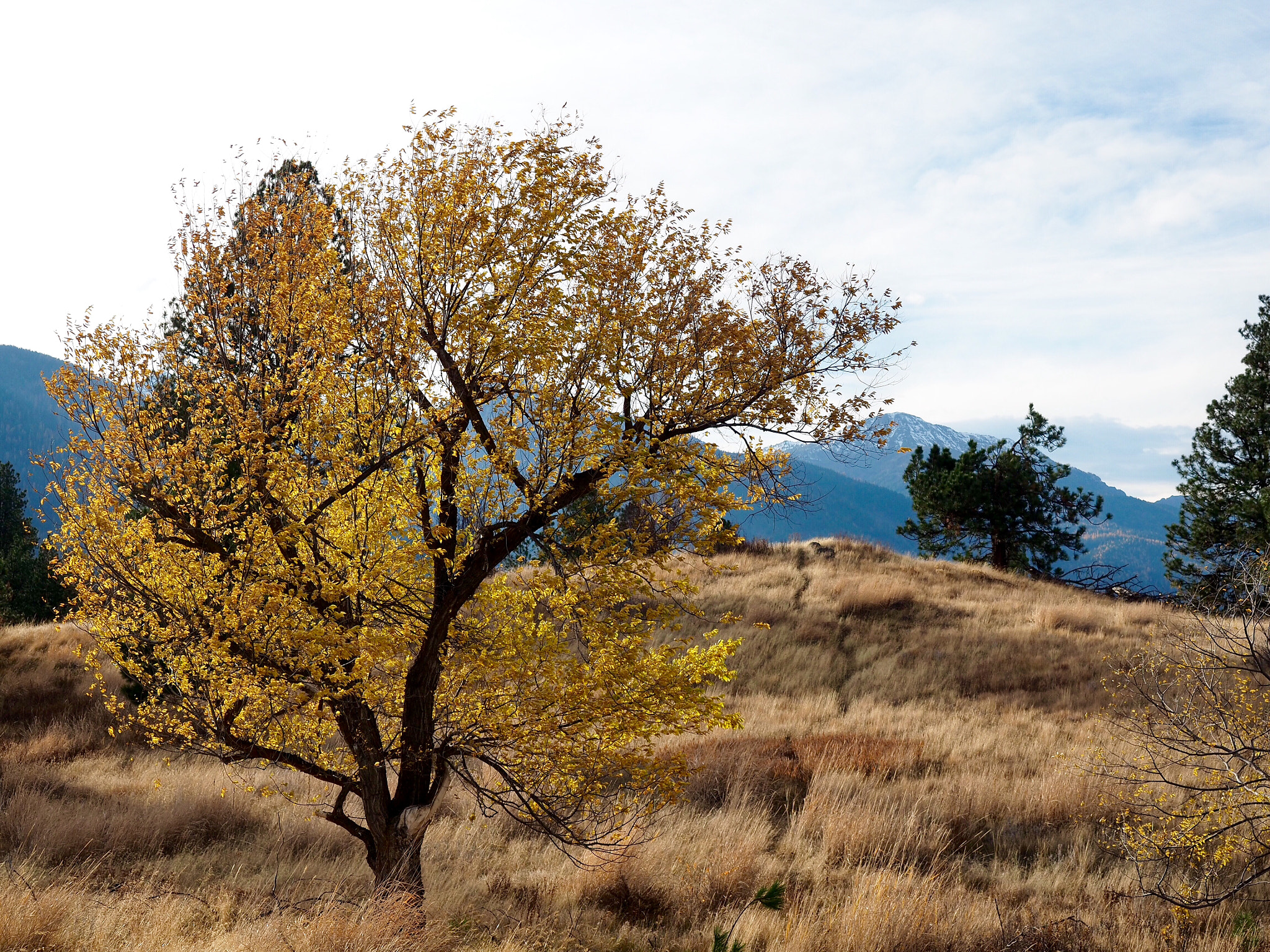 Olympus OM-D E-M5 II + Olympus M.Zuiko Digital ED 12-40mm F2.8 Pro sample photo. Near the chief joseph memorial photography