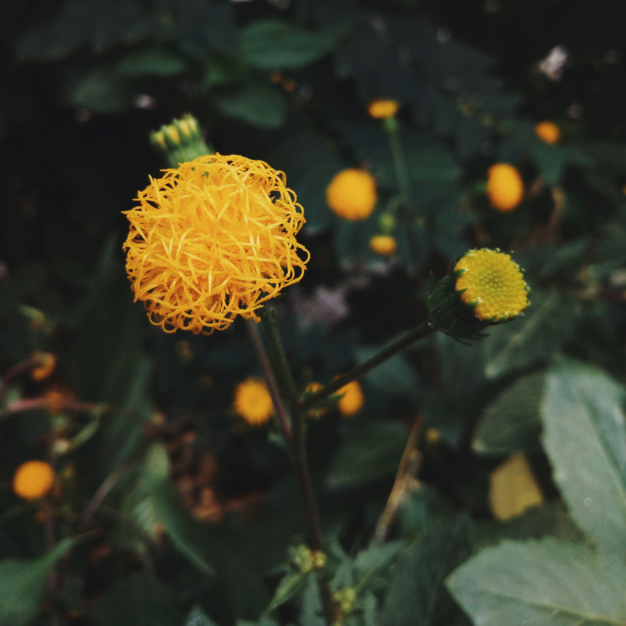 Meizu M1 E sample photo. Sunshine photography