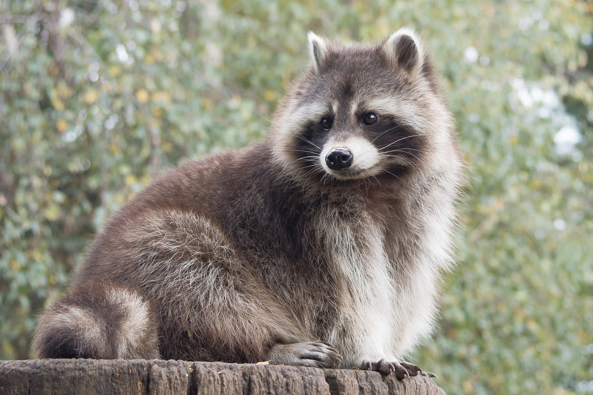 35-70mm F4 sample photo. Waschbär photography