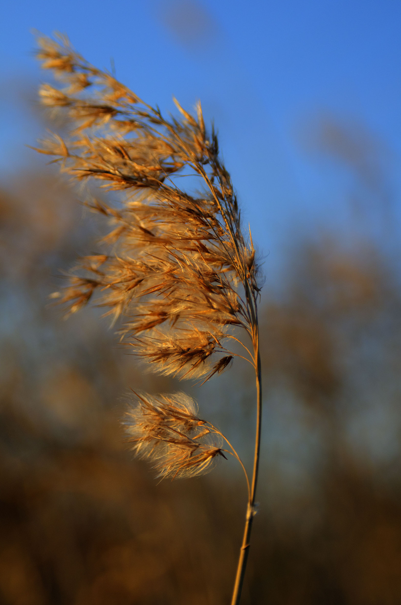 AF Zoom-Nikkor 28-105mm f/3.5-4.5D IF sample photo. Evening. reed in the wind. photography