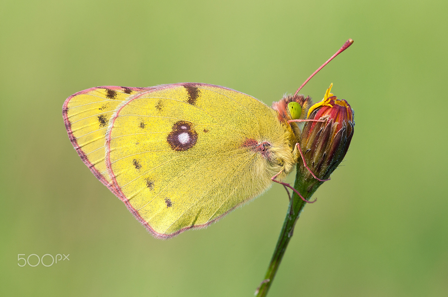 Nikon D300 + Sigma 150mm F2.8 EX DG Macro HSM sample photo. Colias hyale, the pale clouded yellow photography