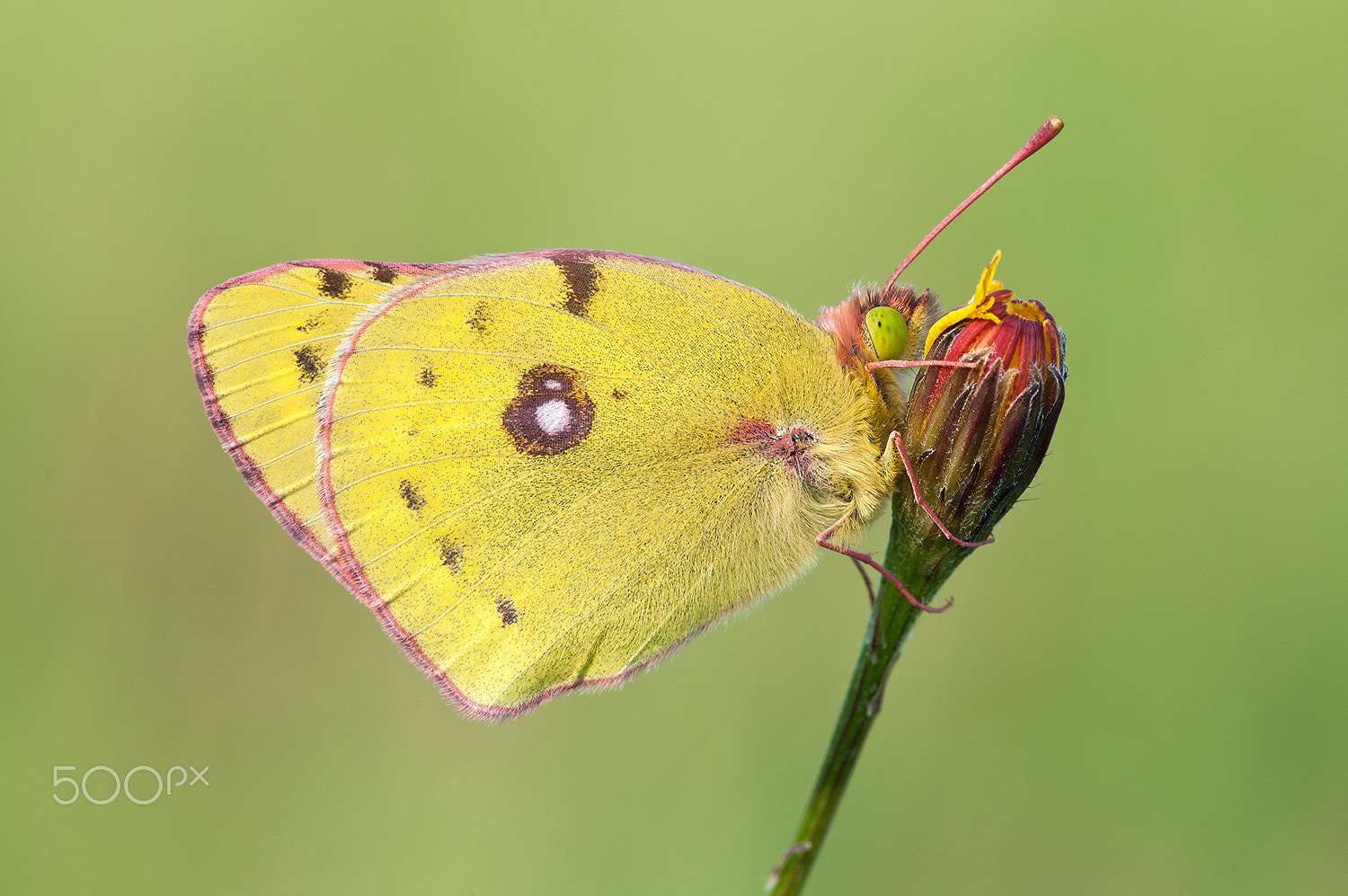 Sigma 150mm F2.8 EX DG Macro HSM sample photo. Colias hyale, the pale clouded yellow photography