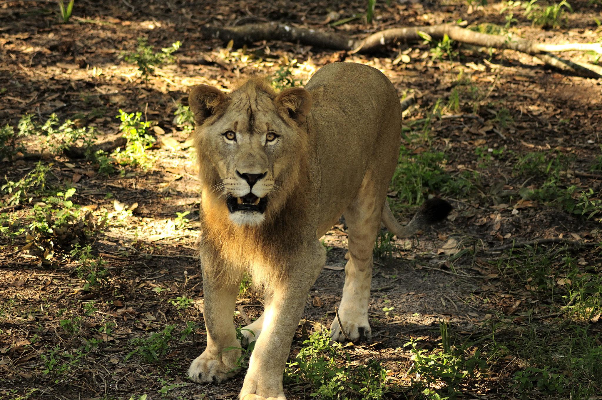 Nikon AF Nikkor 70-300mm F4-5.6G sample photo