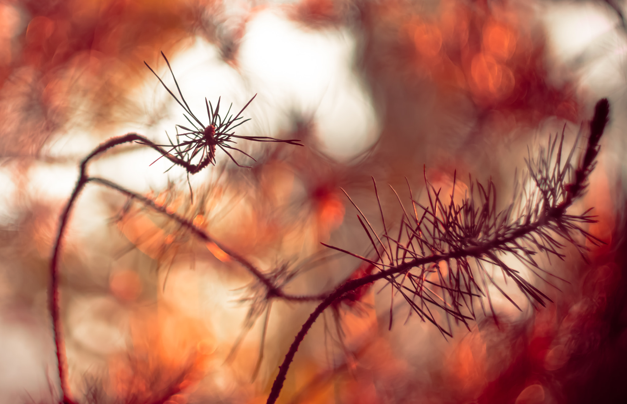 Minolta AF 50mm F1.7 sample photo. Needles photography