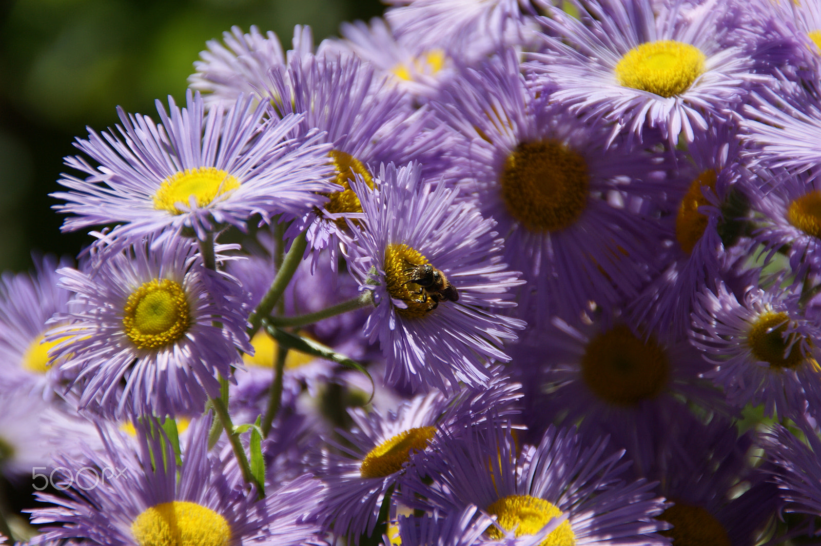 Sony DT 18-200mm F3.5-6.3 sample photo. Purple flowers photography
