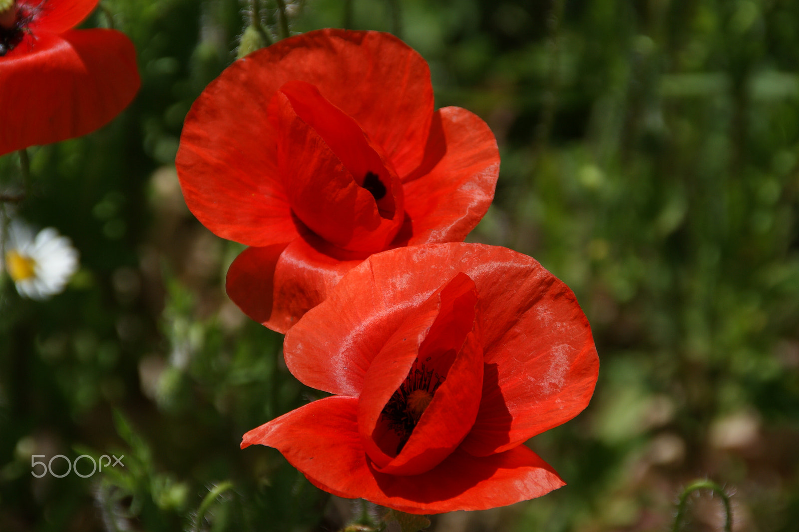 Sony DT 18-200mm F3.5-6.3 sample photo. Poppy photography