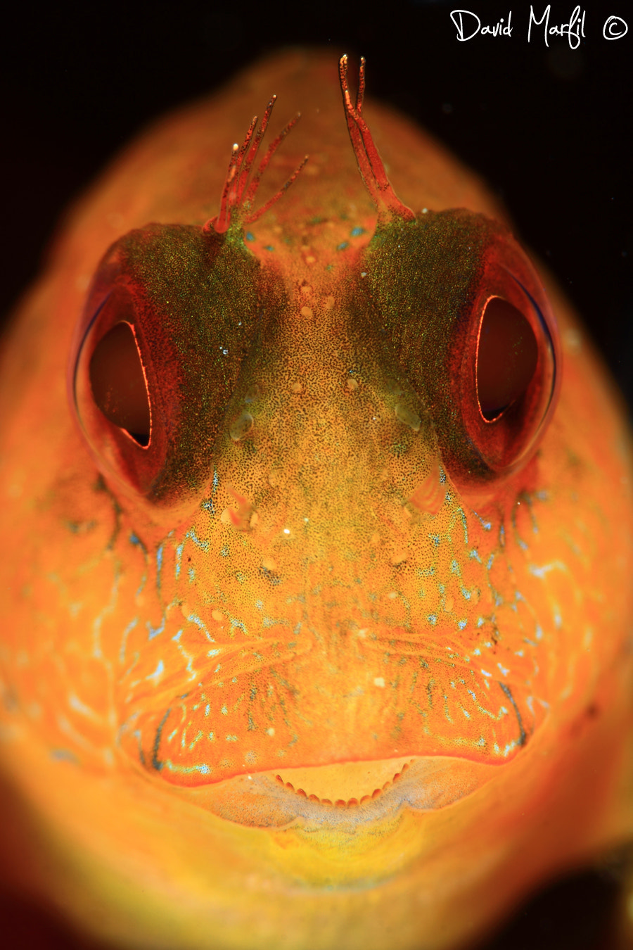 Canon EF 100mm F2.8 Macro USM sample photo. Parablennius pilicornis photography