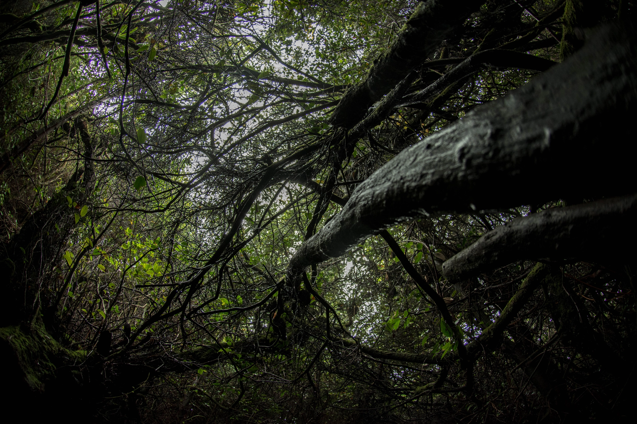 Nikon AF DX Fisheye-Nikkor 10.5mm F2.8G ED sample photo. Untitled photography