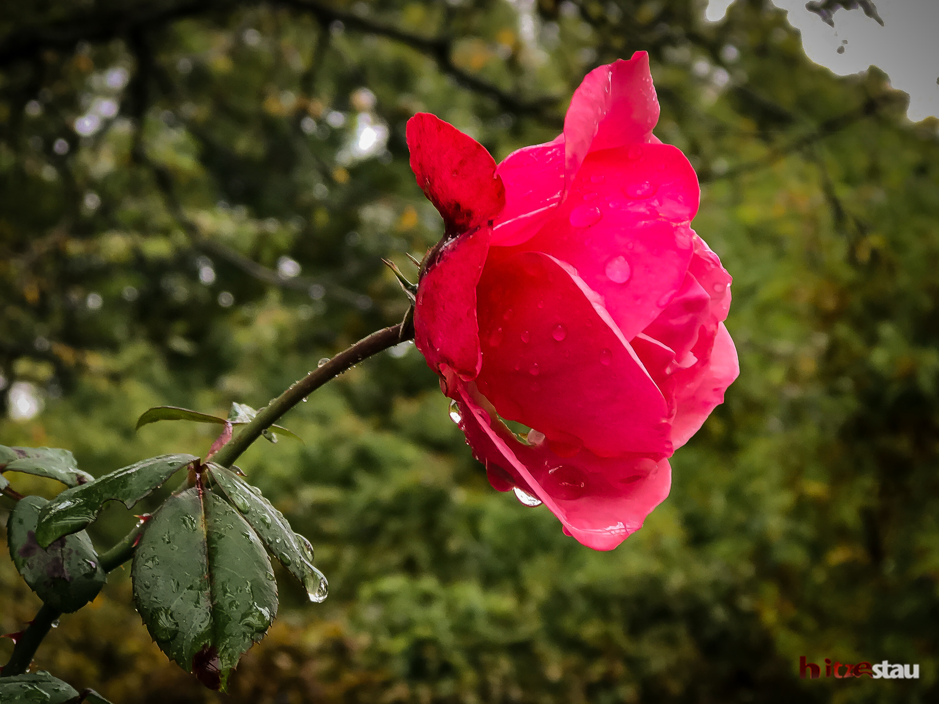 Apple iPhone 7 Plus sample photo. Wet rose photography