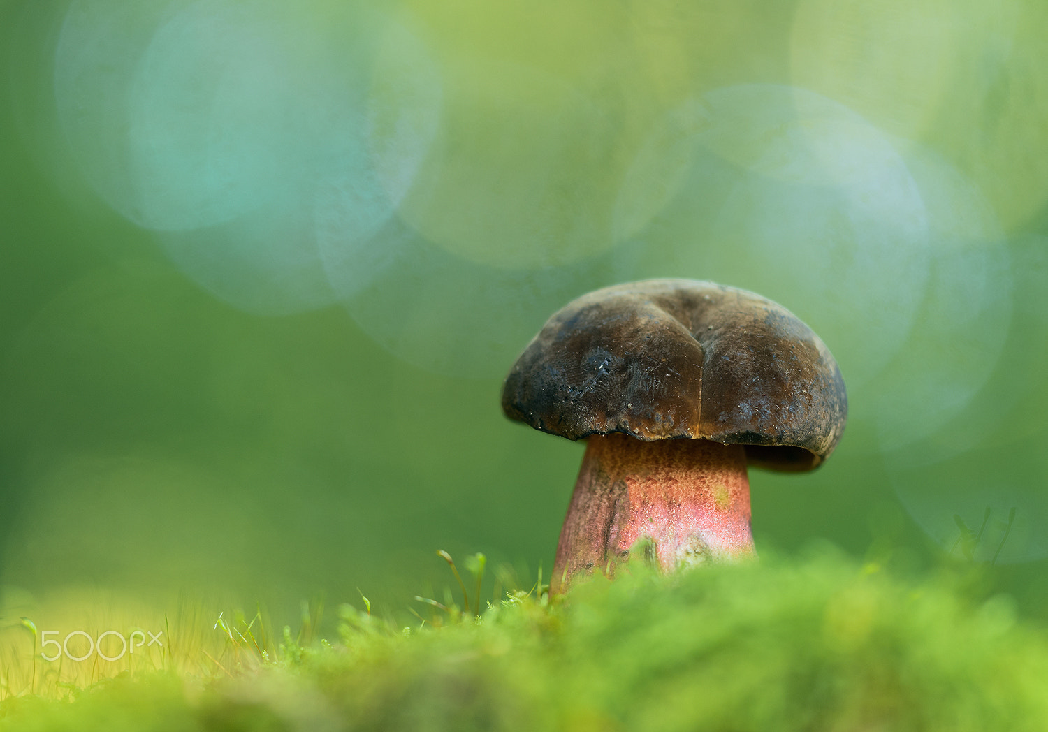 Nikon D500 + Sigma 150mm F2.8 EX DG Macro HSM sample photo. Boletus luridiformis photography