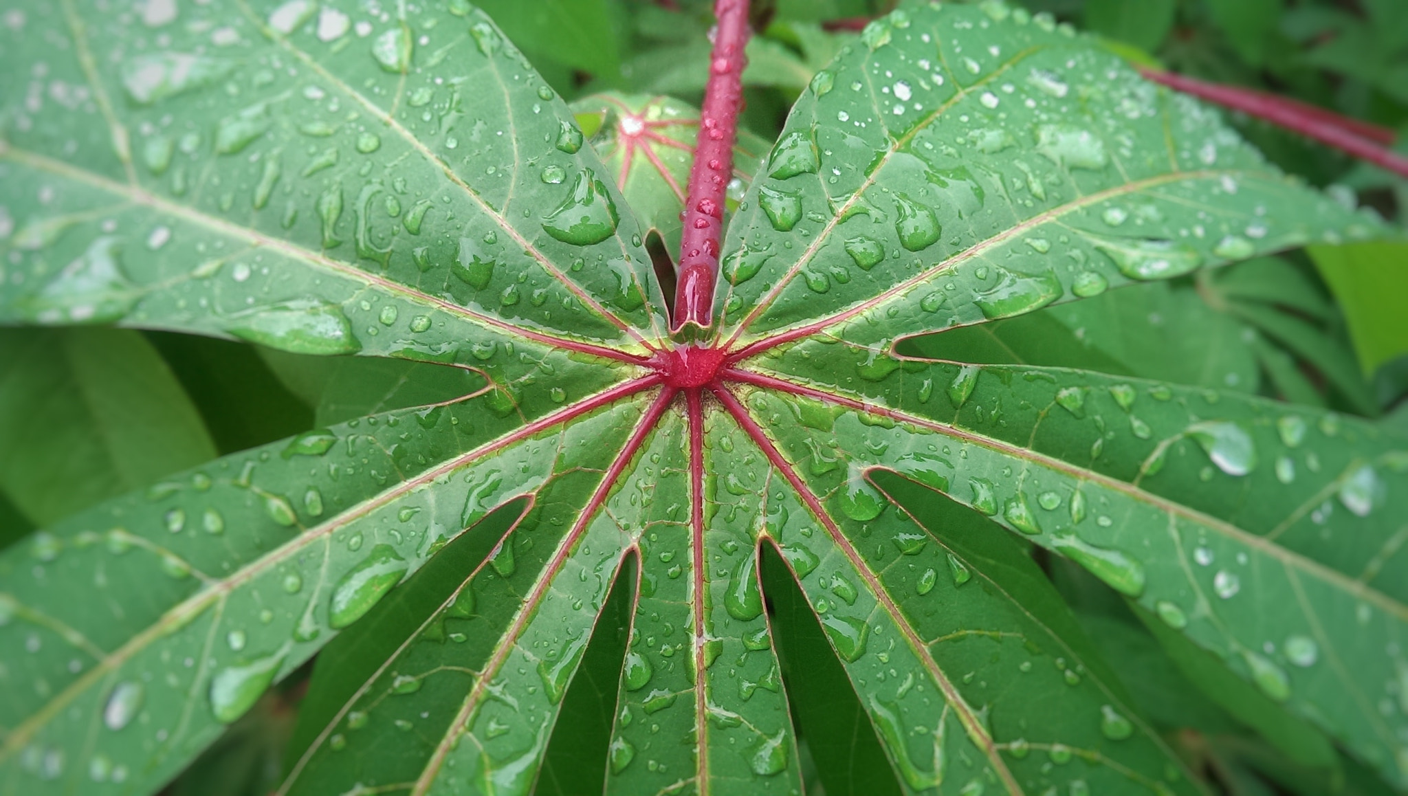 HTC ONE DUAL SIM sample photo