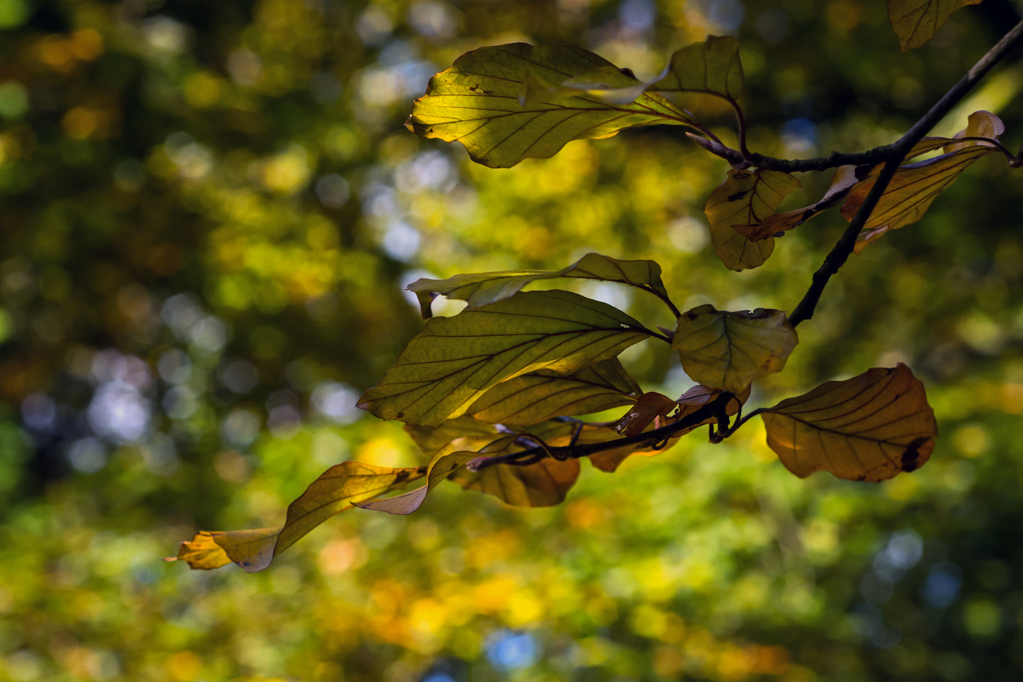 Nikon D7100 + AF Micro-Nikkor 60mm f/2.8 sample photo. Swirling against a twirling background. photography