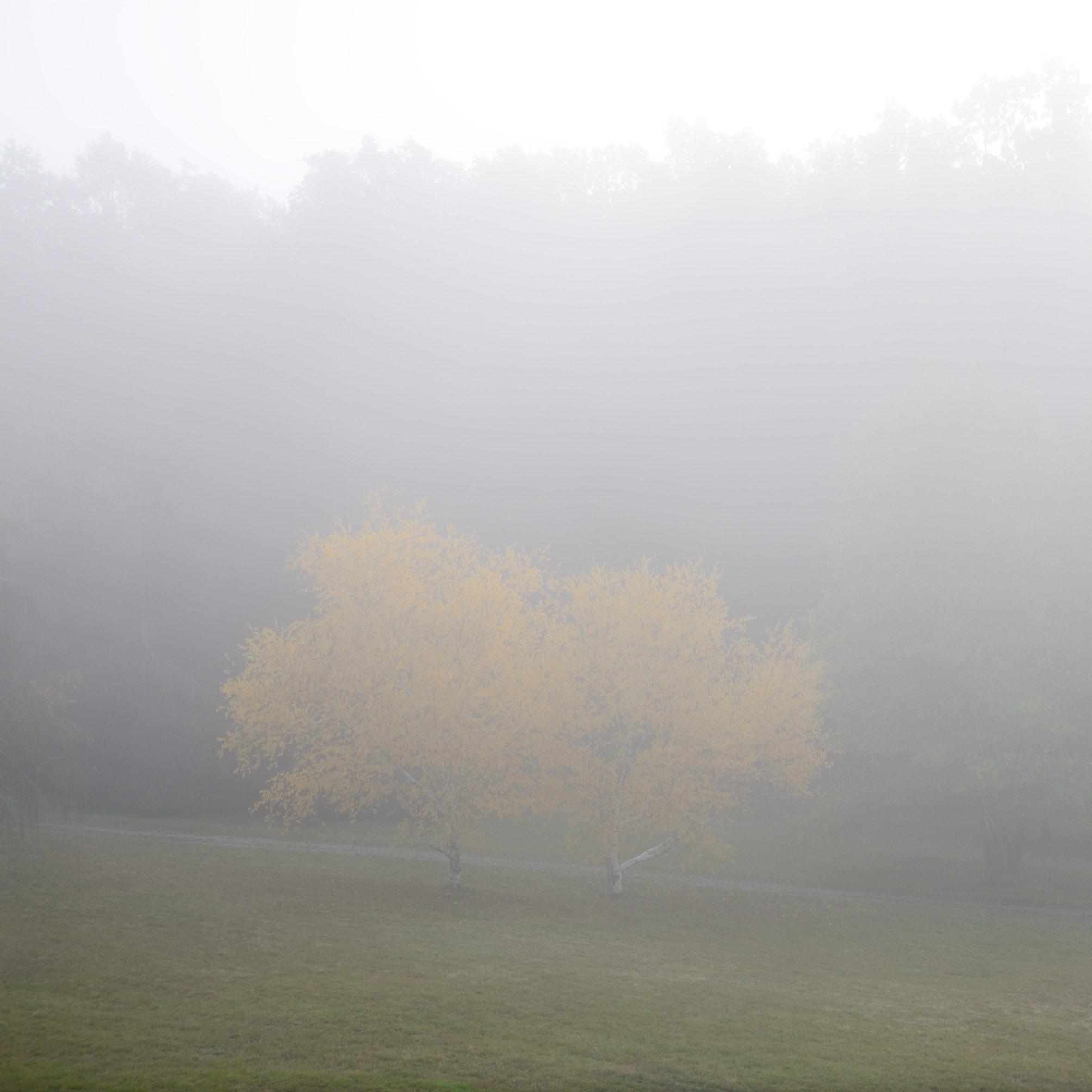 Nikon D600 + Sigma 24-105mm F4 DG OS HSM Art sample photo. The misty morning in the park photography