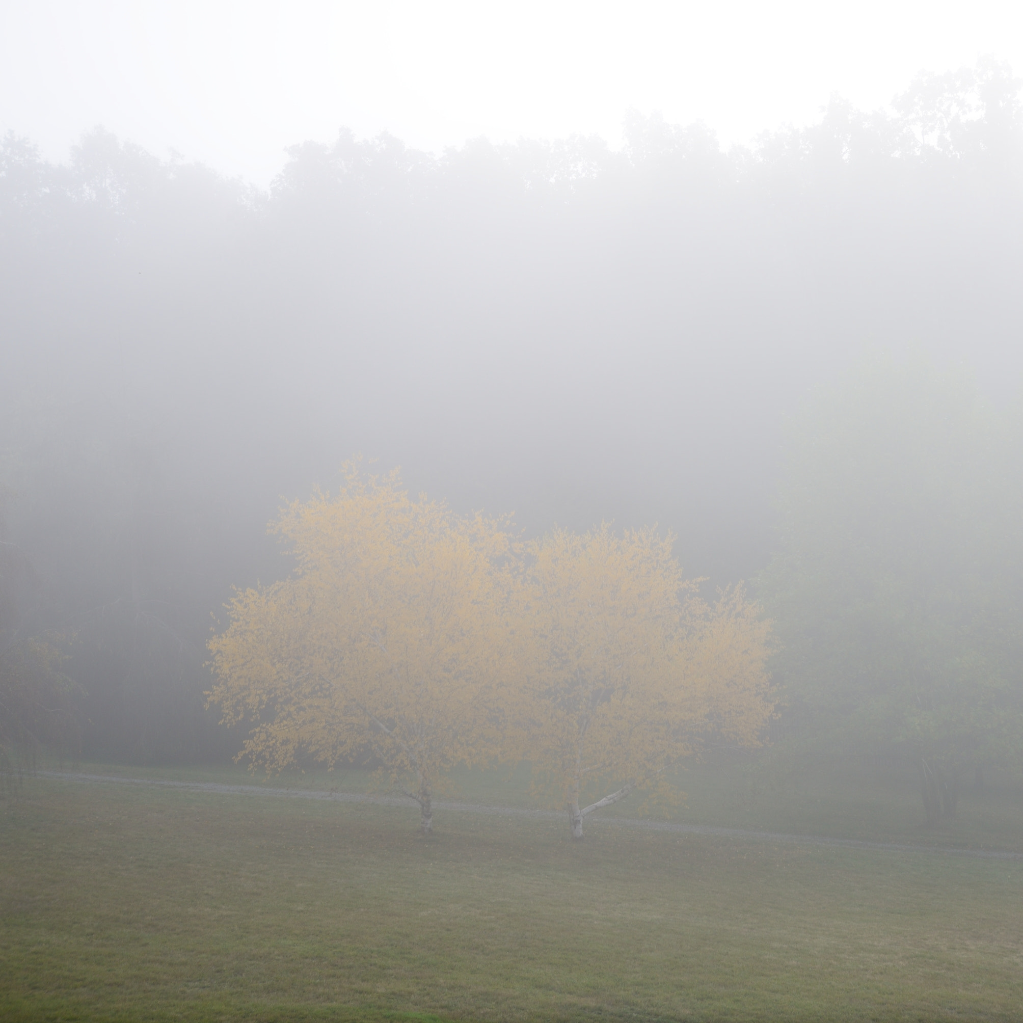 Nikon D600 + Sigma 24-105mm F4 DG OS HSM Art sample photo. The misty morning in the park photography