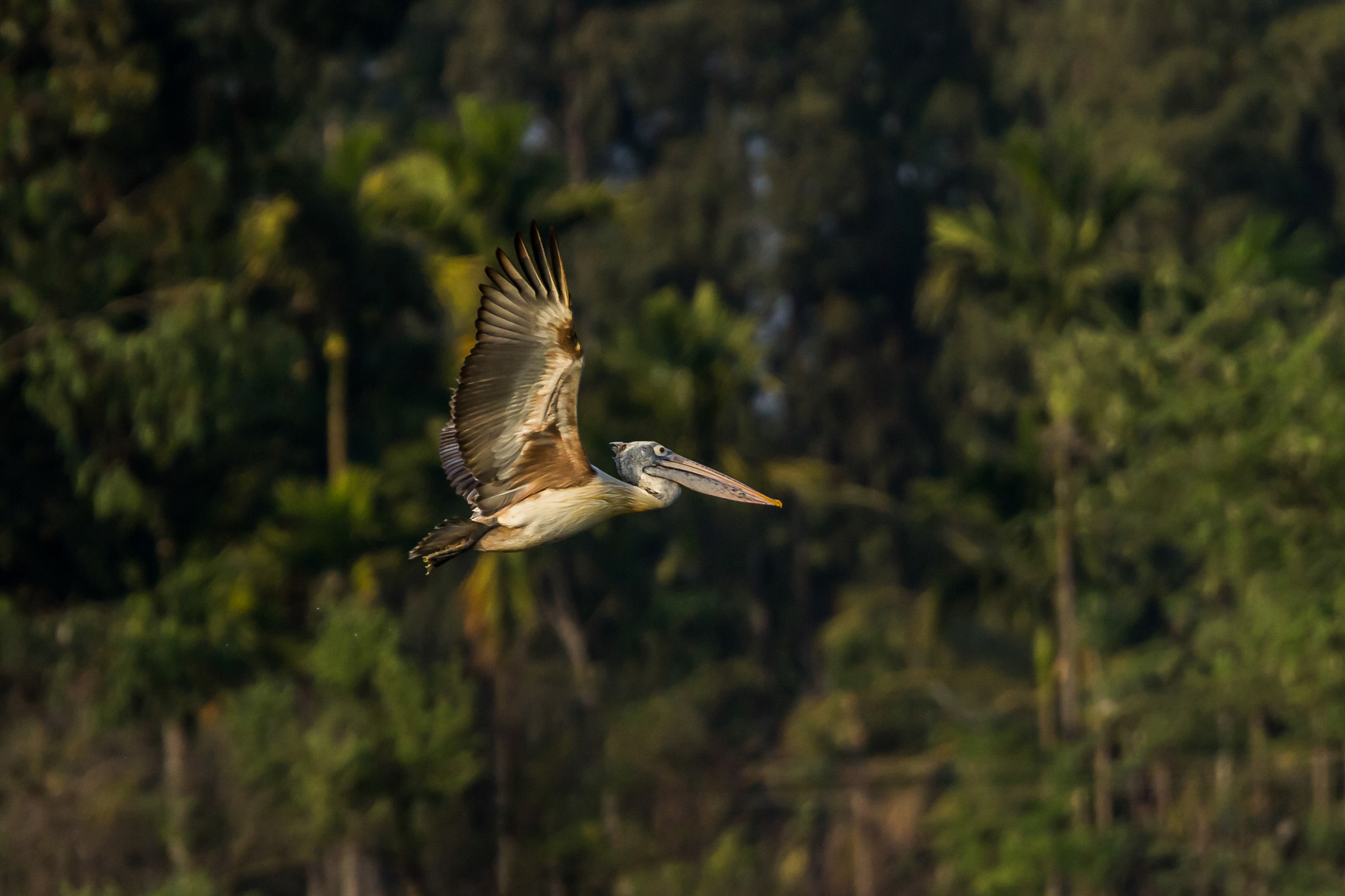 Tamron SP 150-600mm F5-6.3 Di VC USD sample photo. Pelican in flight! photography