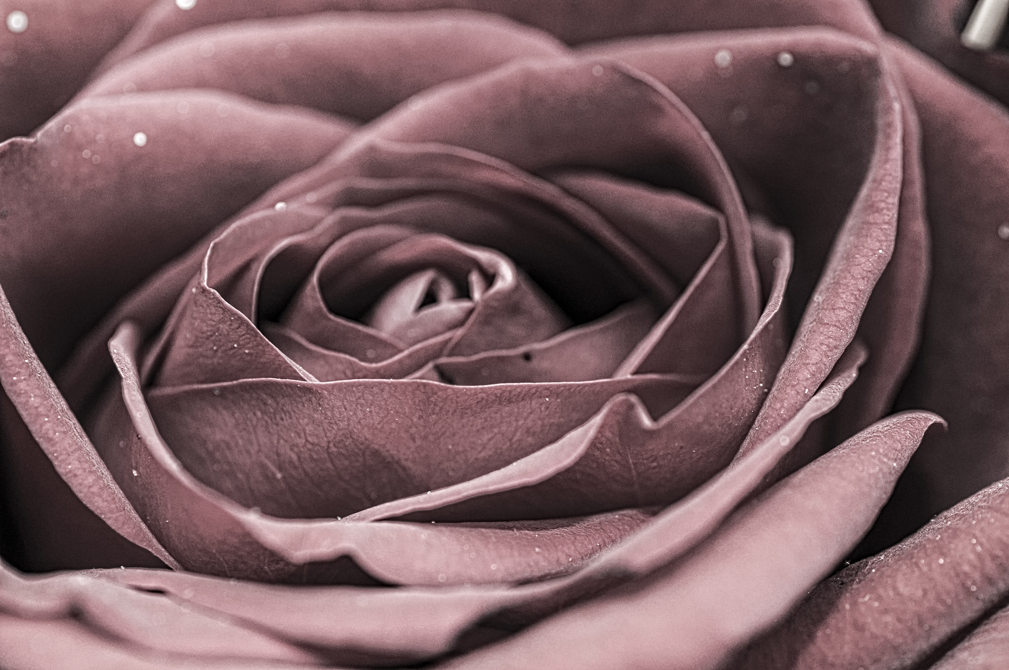 Nikon D5000 sample photo. Rose photography