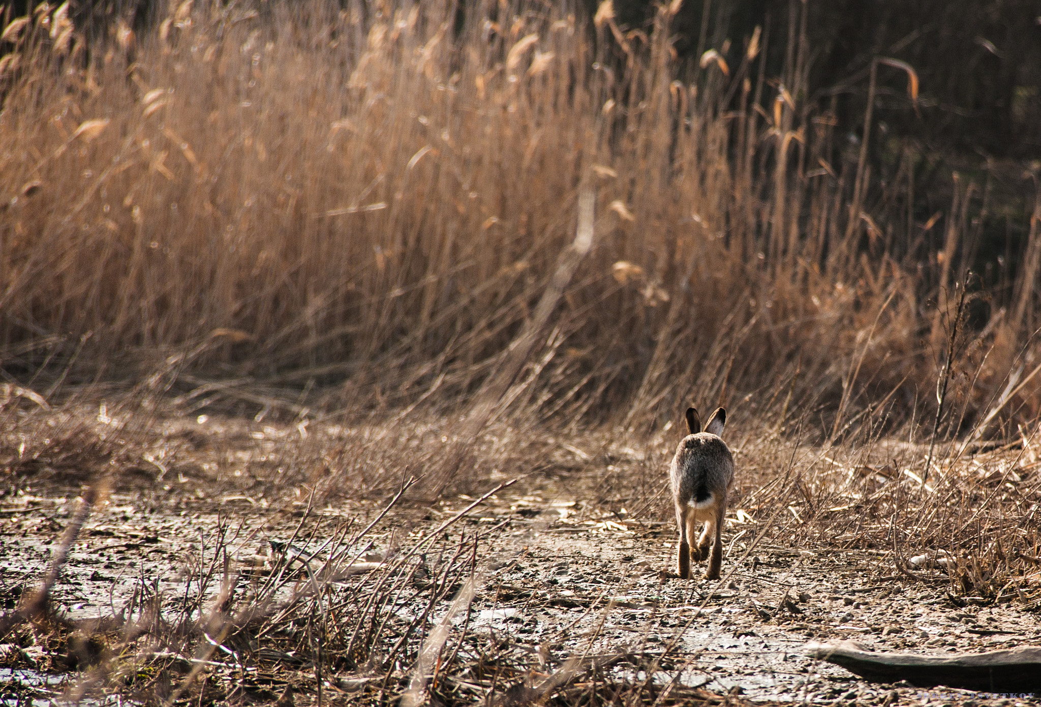 Canon EF-S 18-200mm F3.5-5.6 IS sample photo. Hare photography