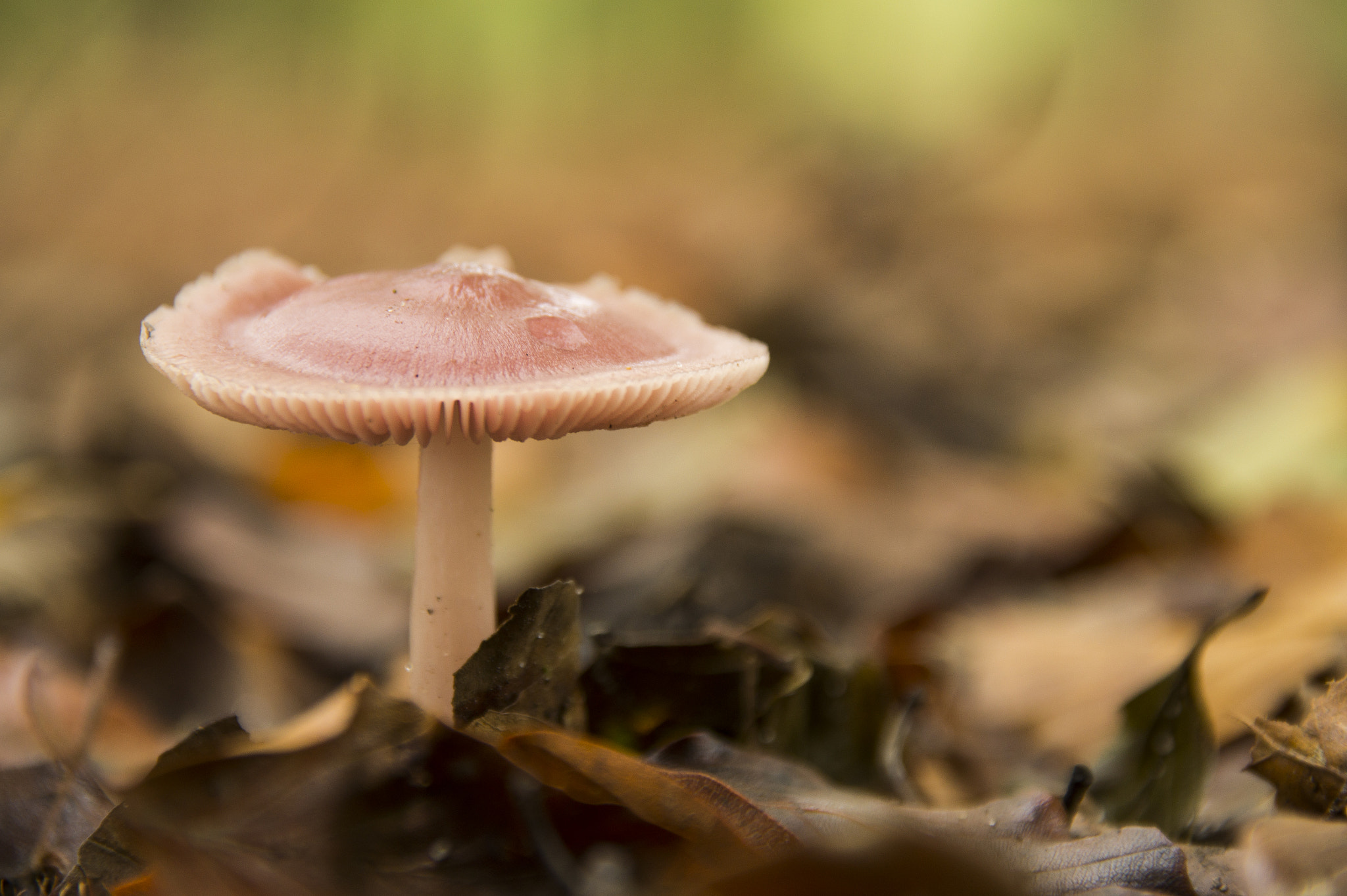 Sony SLT-A58 sample photo. Pink mushroom photography
