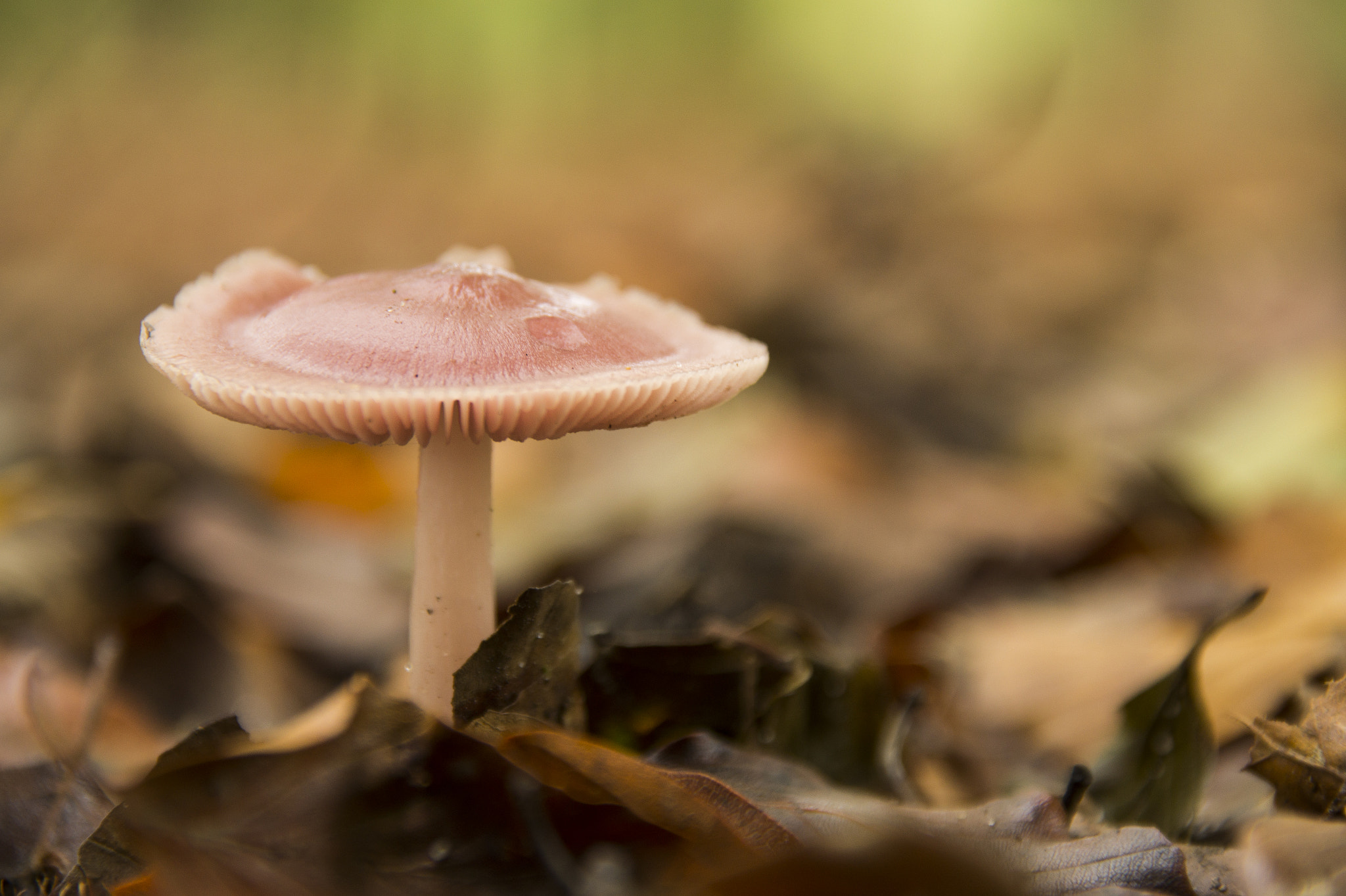 Sony SLT-A58 + Sigma 18-200mm F3.5-6.3 DC sample photo. Pink mushroom photography