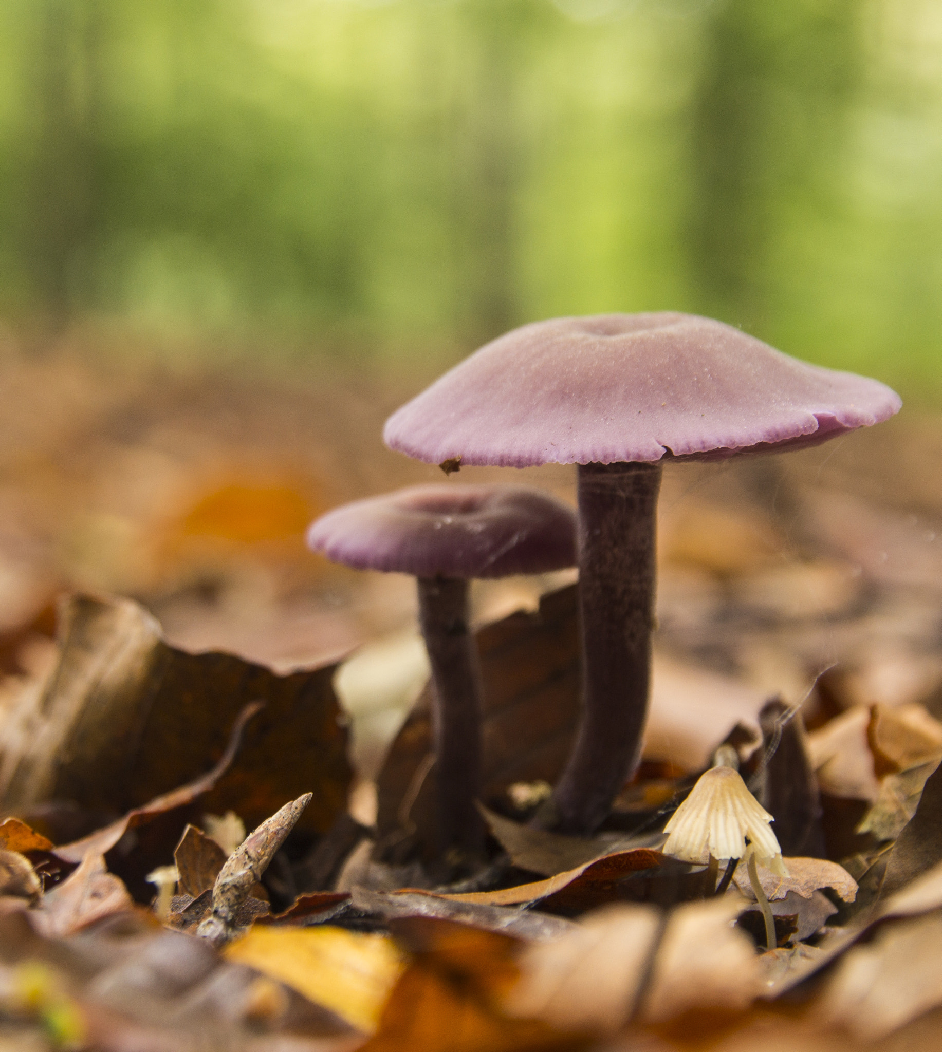 Sony SLT-A58 + Sigma 18-200mm F3.5-6.3 DC sample photo. Purple mushroom photography