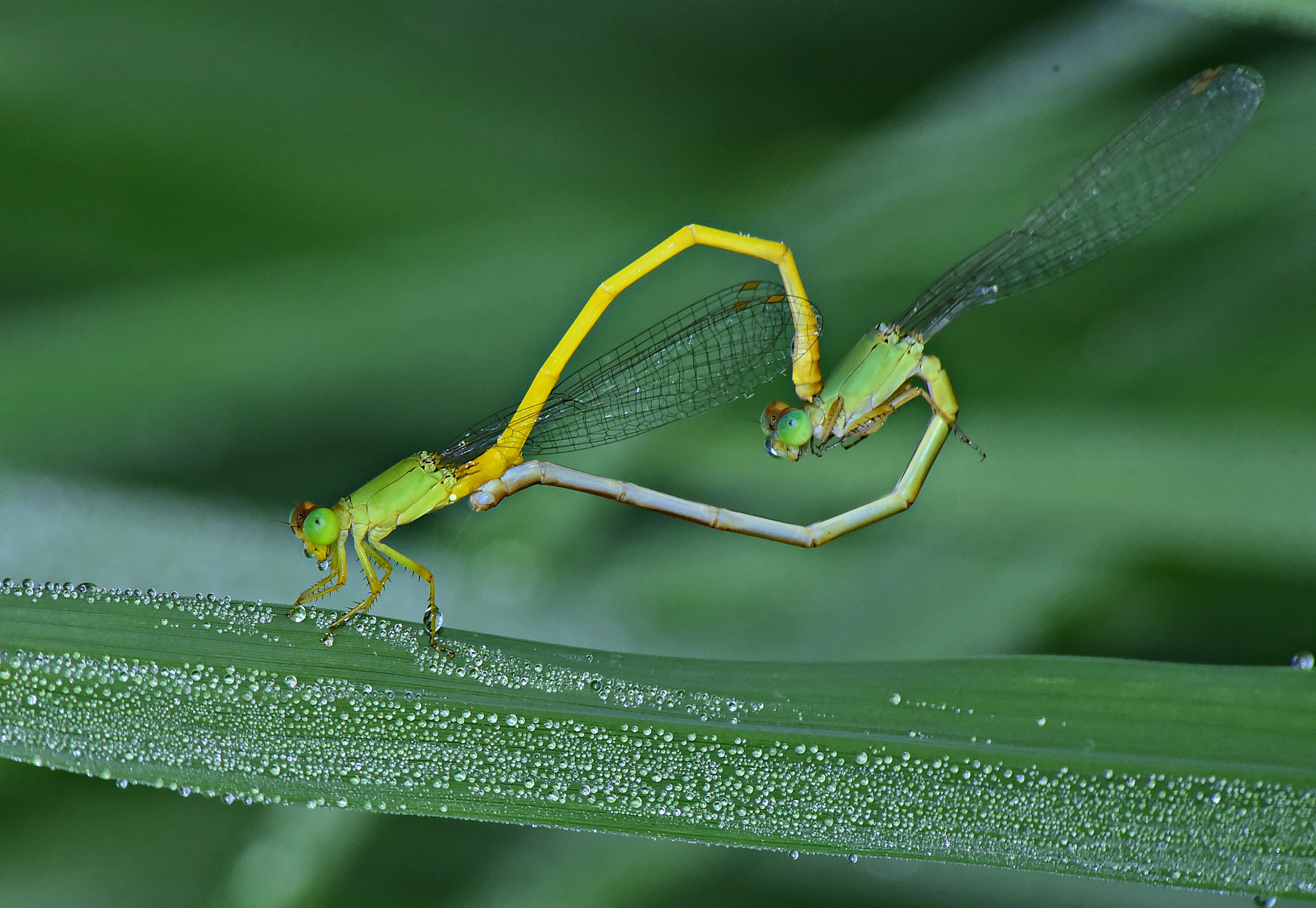 Sigma 70-300mm F4-5.6 APO DG Macro sample photo. Love in diamond kingdom photography