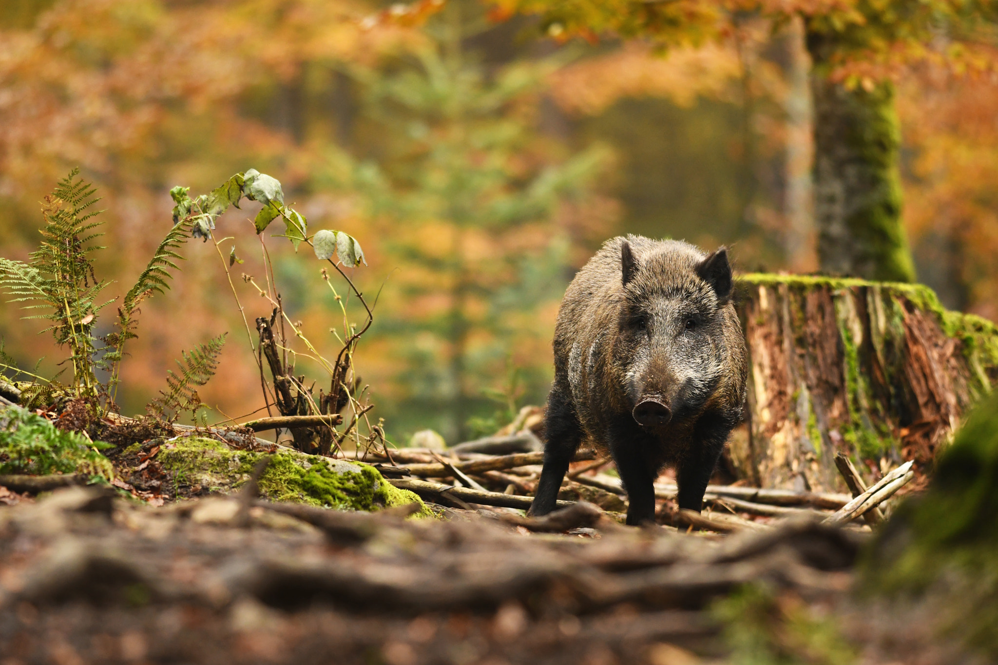 AF Nikkor 35mm f/2 sample photo. Wild boar photography