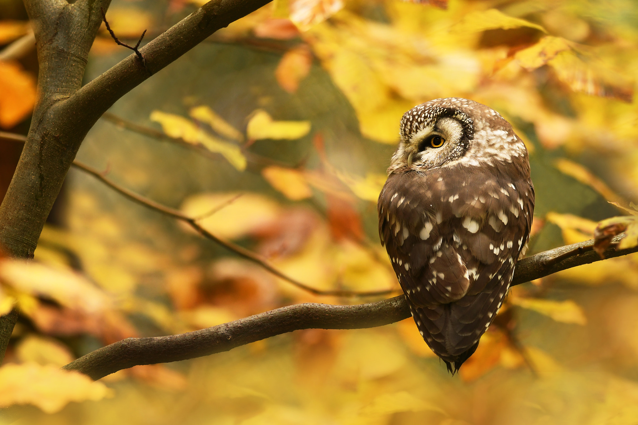 Sigma 120-400mm F4.5-5.6 DG OS HSM sample photo. Owl photography