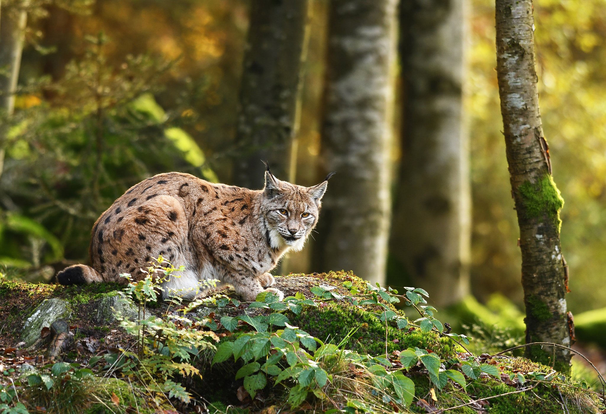 Nikon AF-S Nikkor 500mm F4E FL ED VR sample photo. Lynx photography