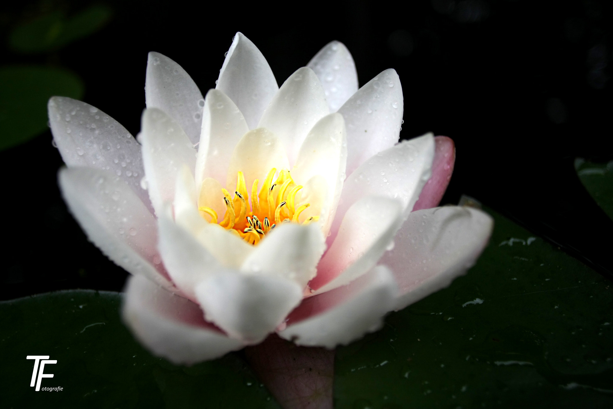 Canon EOS 40D + Canon EF 20mm F2.8 USM sample photo. Water lily photography