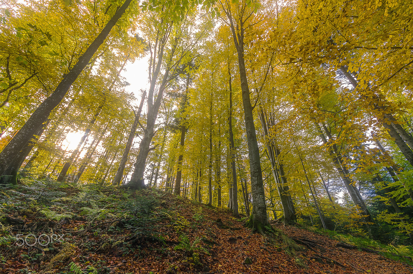 Pentax K-5 II sample photo. In golden autumn forest....bieszczady national par photography