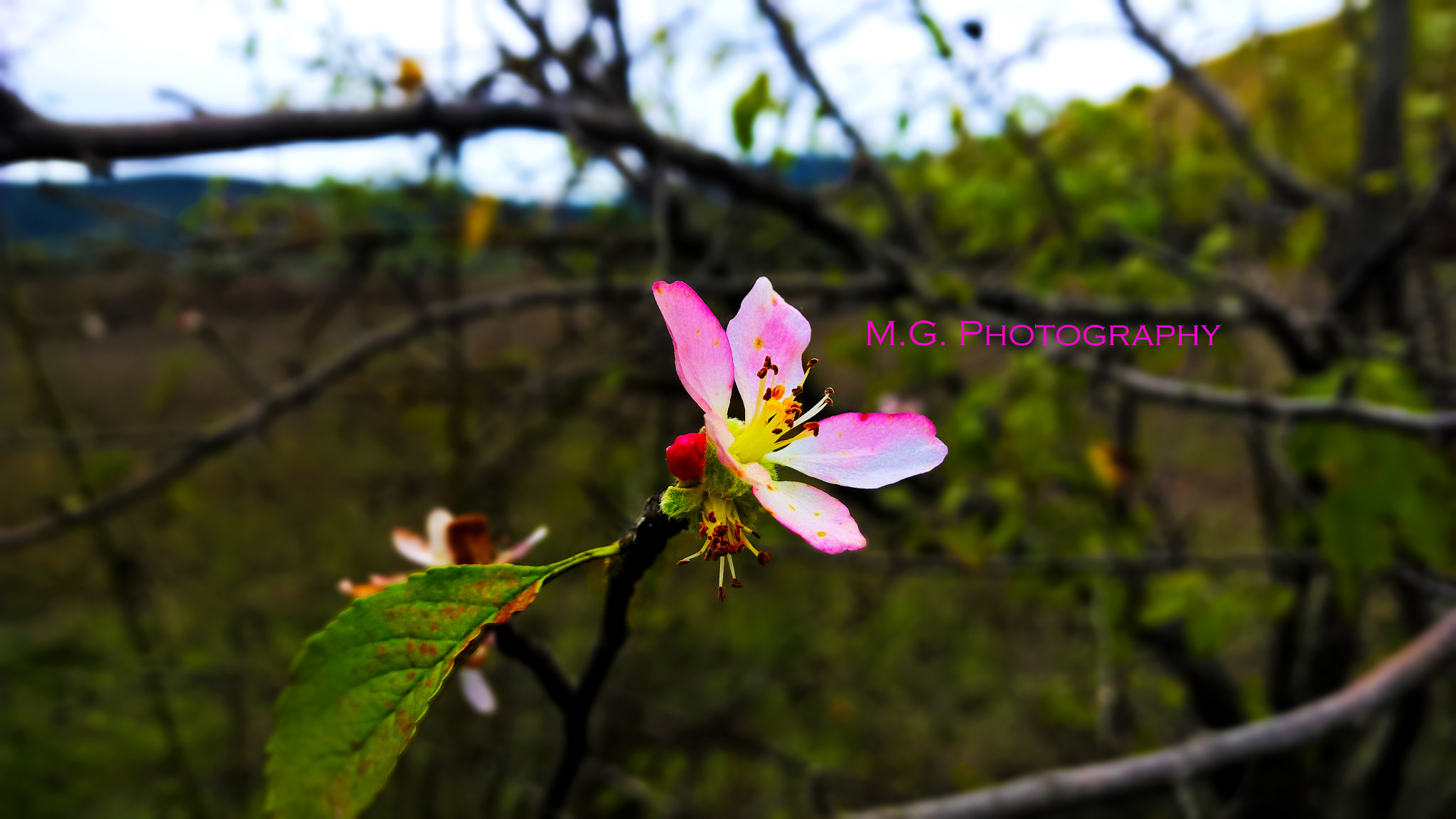 Nokia Lumia 929 sample photo. Spring into the autumn. 39.jpg photography