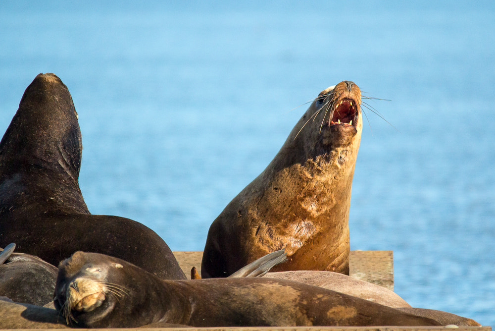 Sigma 150-500mm F5-6.3 DG OS HSM sample photo. Sea lions photography