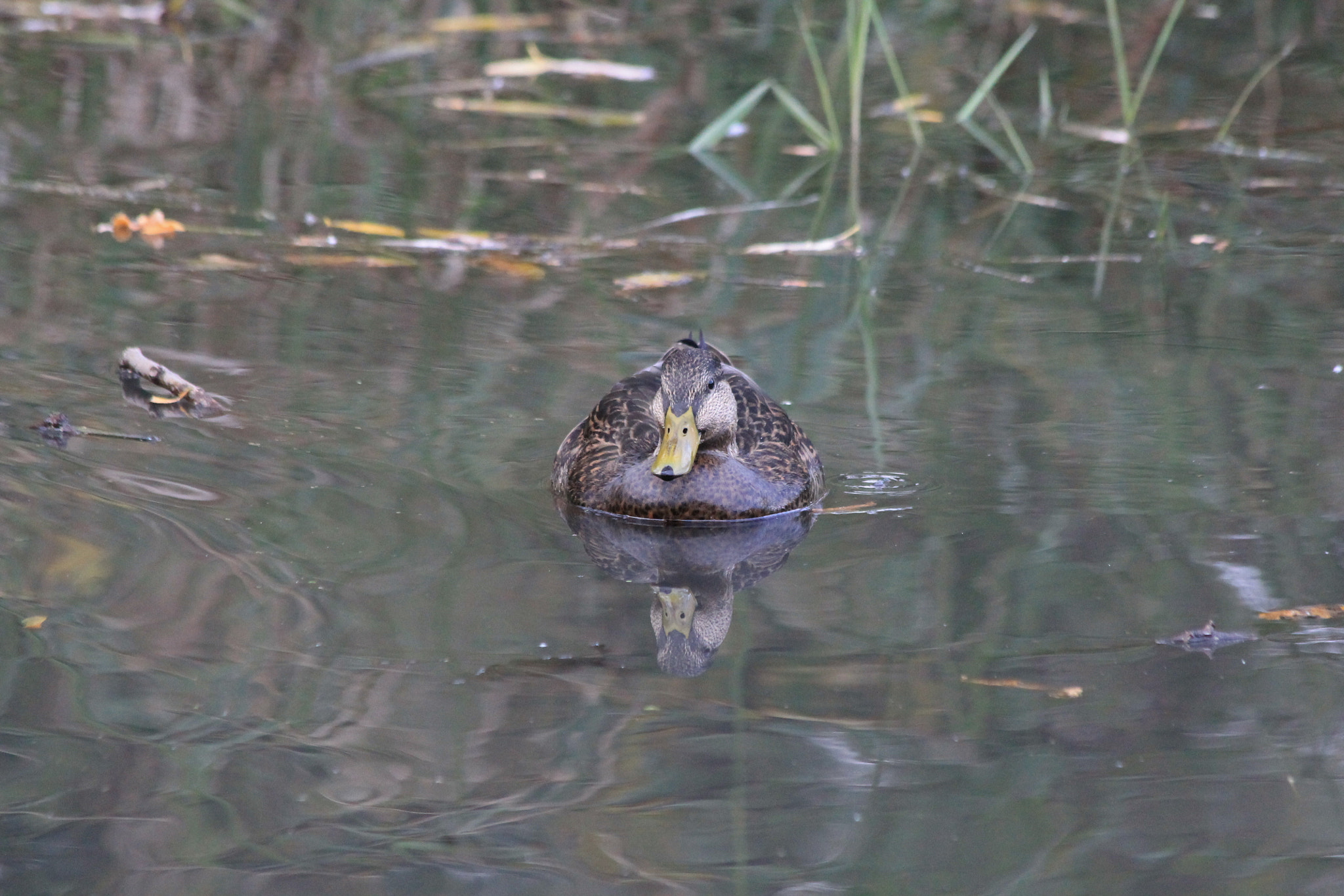 Canon EF 70-300mm F4-5.6 IS USM sample photo. American black duck photography