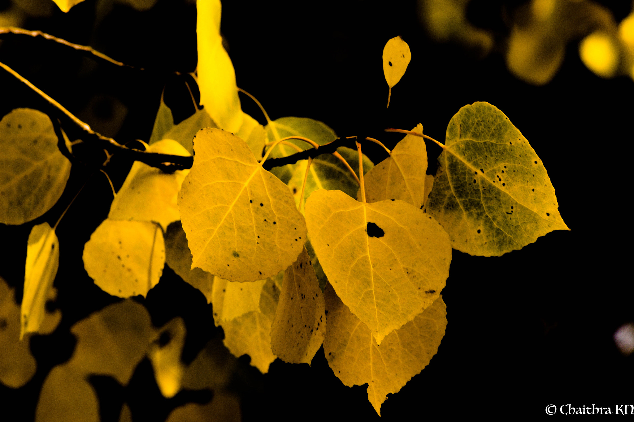 Canon EOS 650D (EOS Rebel T4i / EOS Kiss X6i) sample photo. Afternoon gold! photography