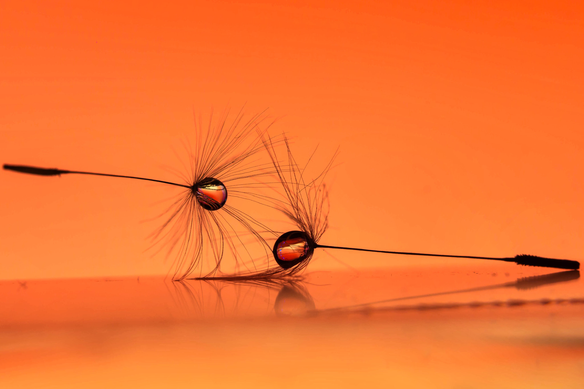 Canon EF 100mm F2.8 Macro USM sample photo. Dream dance photography