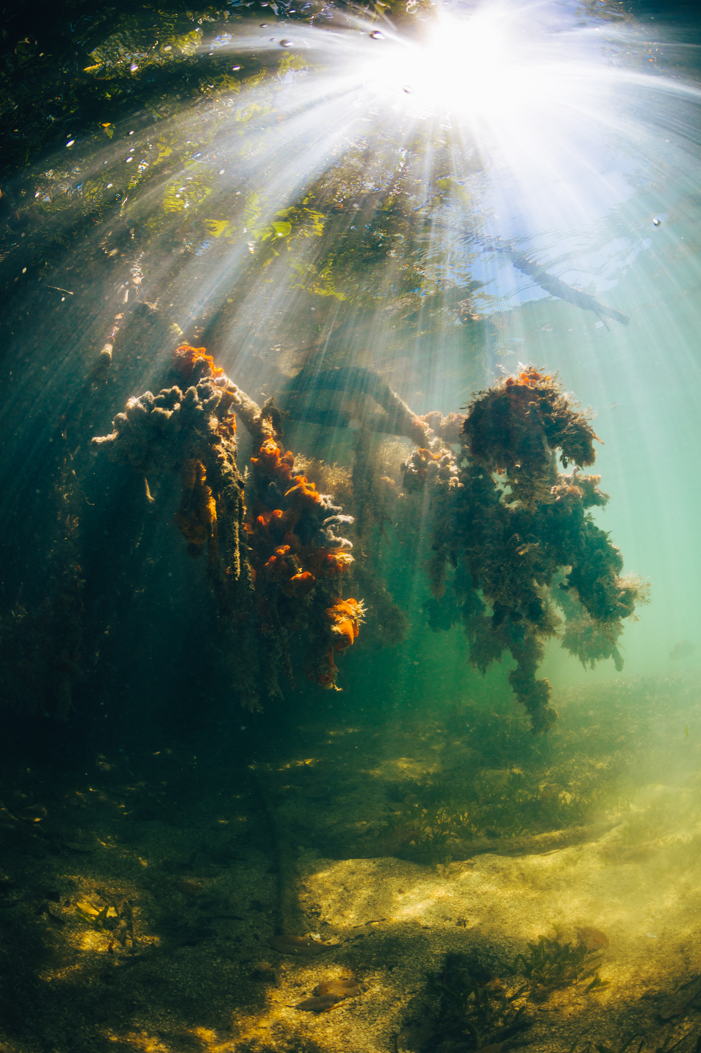 Canon EF 8-15mm F4L Fisheye USM sample photo. Mangroves photography