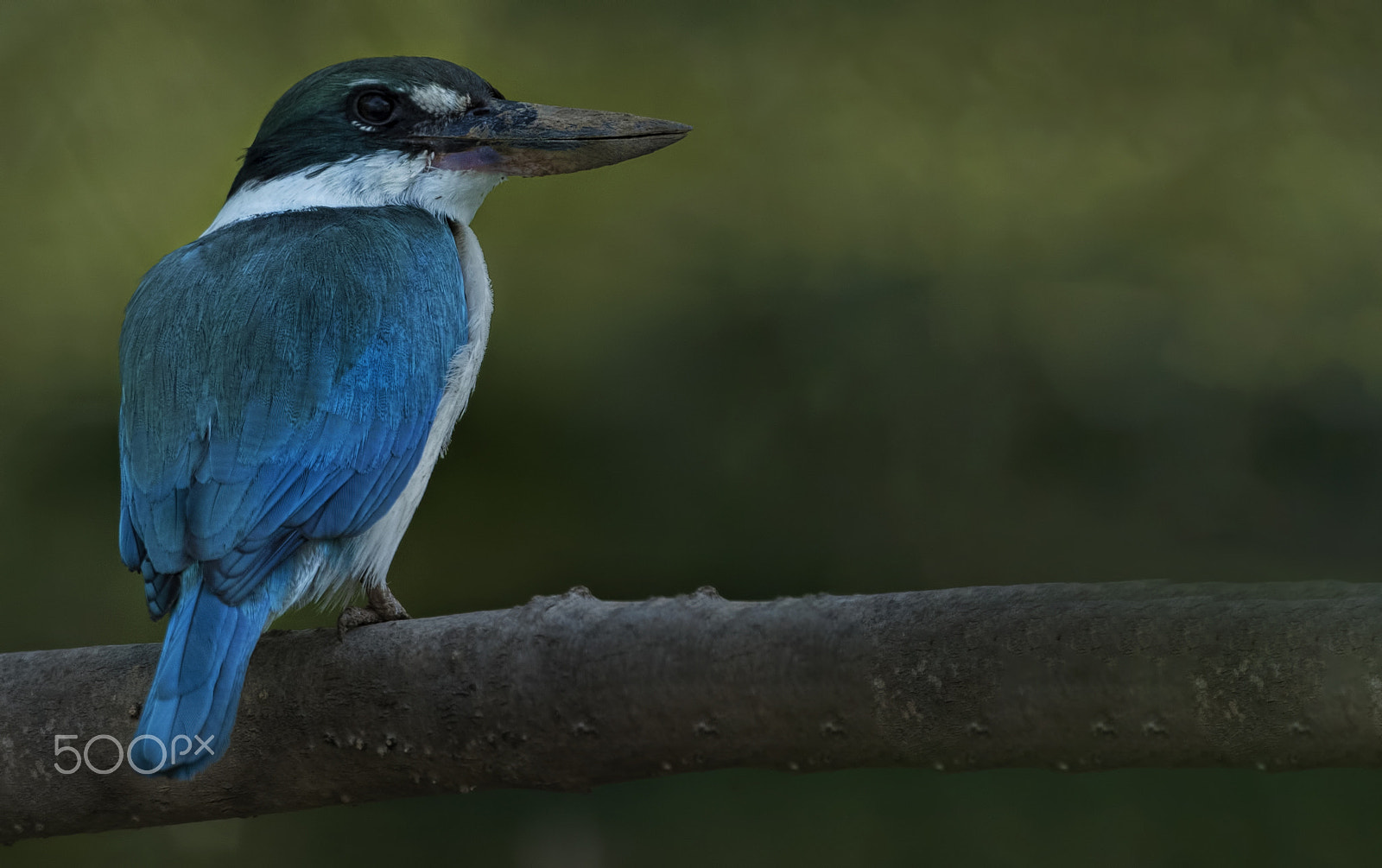 Nikon D750 sample photo. Collared kingfisher photography