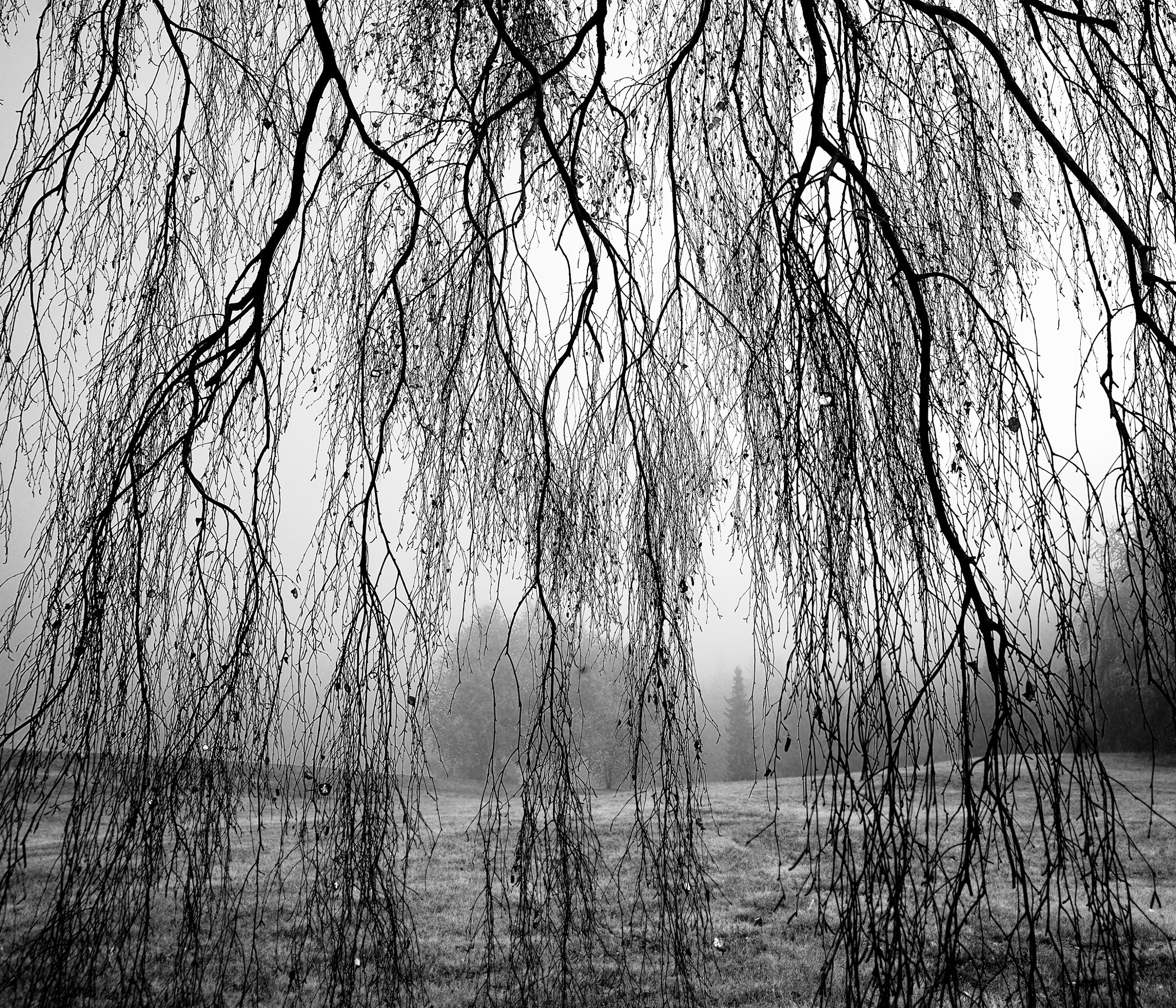 Nikon D600 + Sigma 24-105mm F4 DG OS HSM Art sample photo. Branches photography