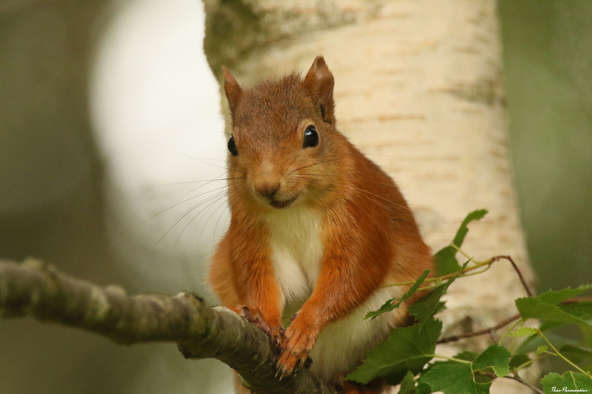 Canon EOS 7D Mark II sample photo. écureuil roux red squirrel photography