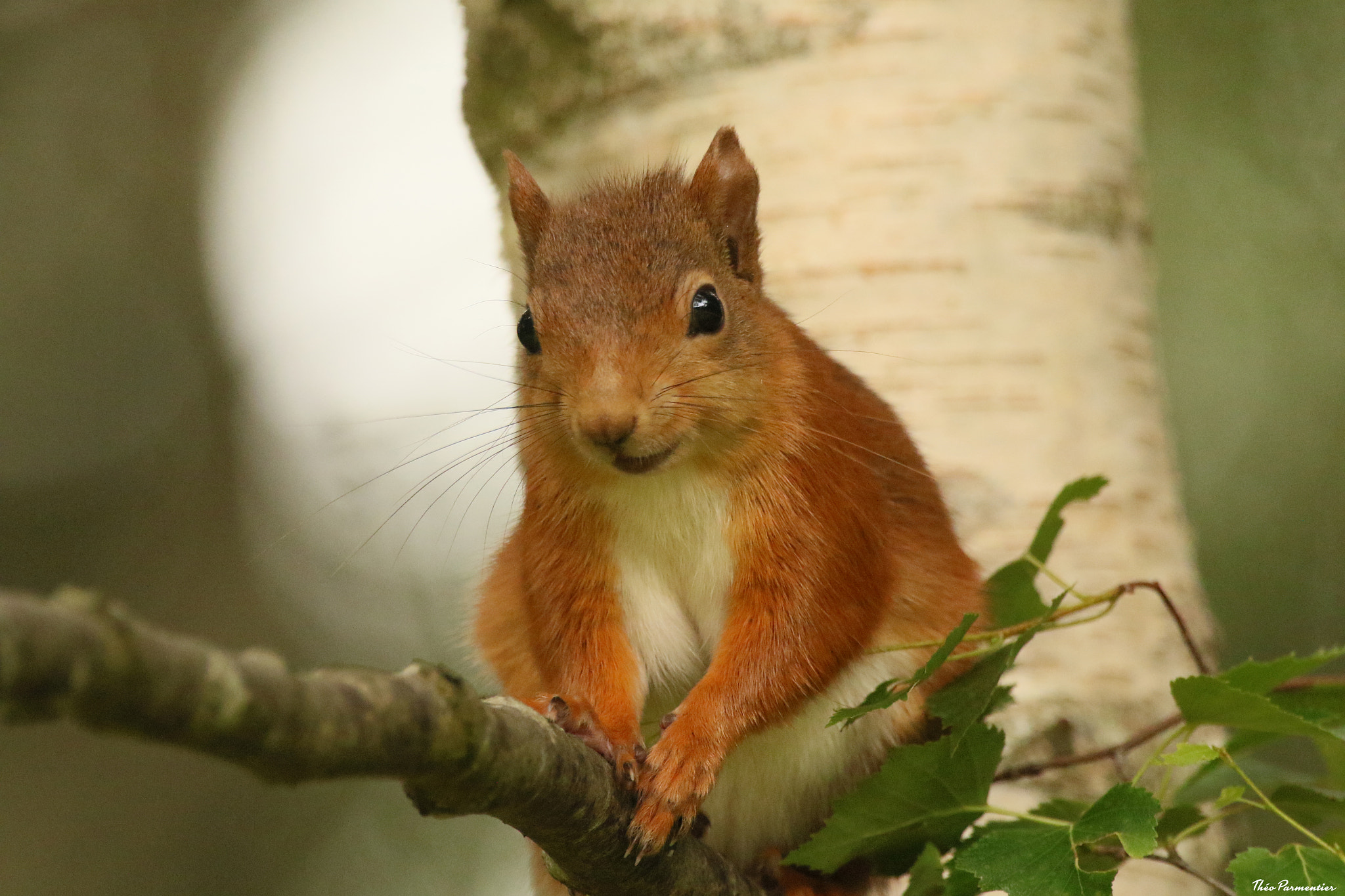Canon EF 300mm F2.8L IS USM sample photo. écureuil roux red squirrel photography