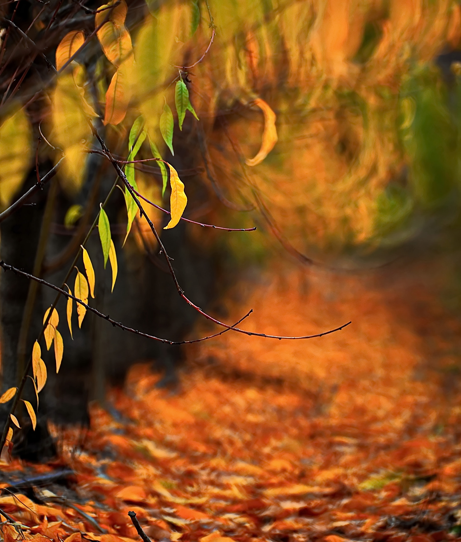 Nikon D610 + Manual Lens No CPU sample photo. Autumn forest photography