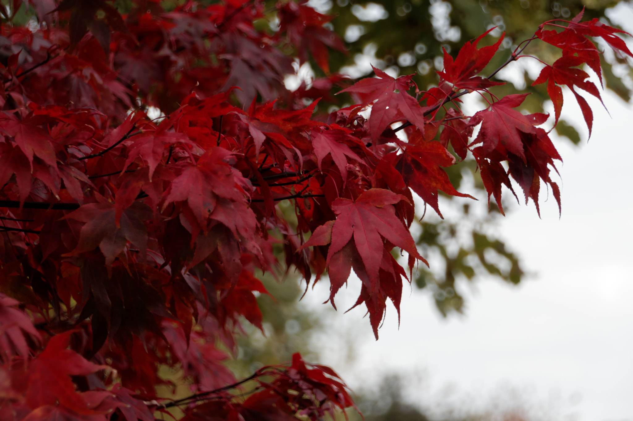 Pentax K-3 II sample photo. Acer foilage photography