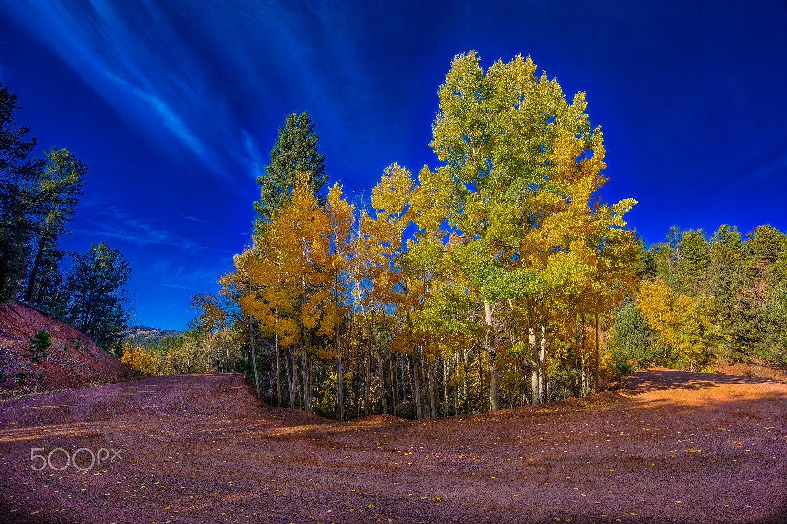 Sony Alpha NEX-7 + Sony E 10-18mm F4 OSS sample photo. Aspen and evergreens photography